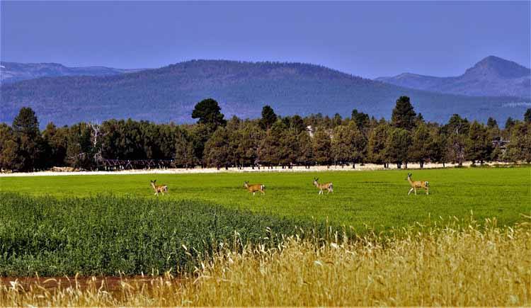 deer in pasture